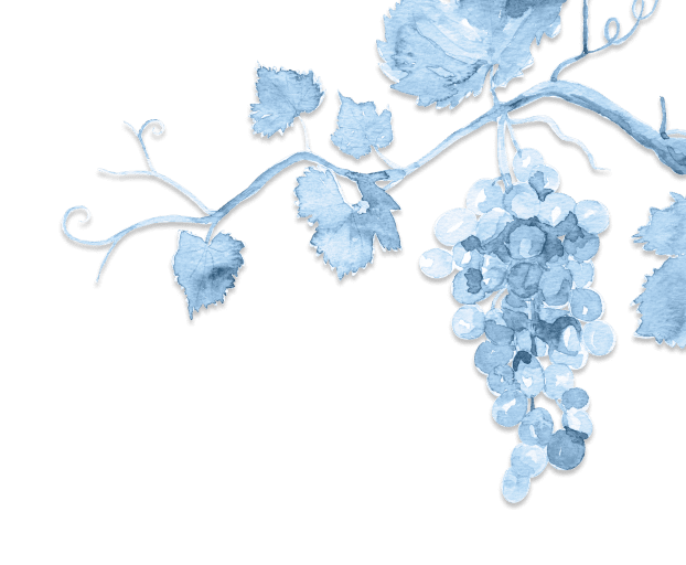 Vineyard illustration 1