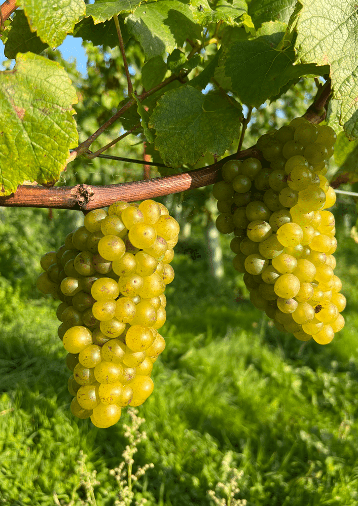 Two bunches of juicy, green grapes hanging from a vine.