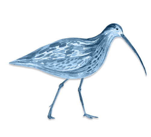 An light blue illustration of a curlew bird.