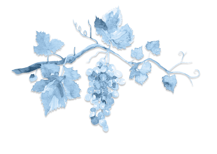 A pale blue illustration of a bunch of grapes hanging from botanical vines.