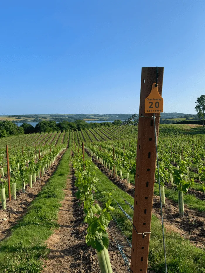 Rows of young vineyard crops under a blue sky.