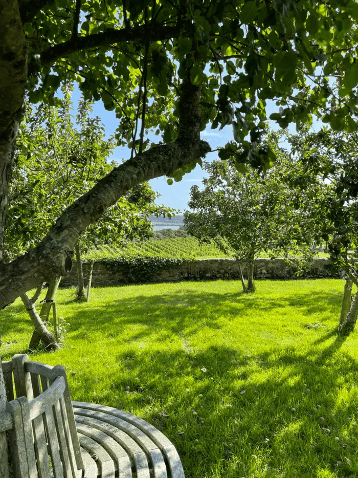 A green field with a bench in the foreground and trees dotted throughout.