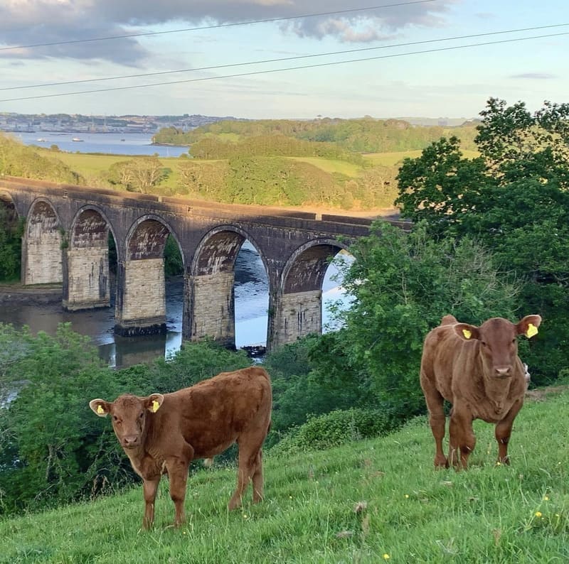 Two young brown bullocks standing in a sloped, green field with an archway style bridge over the water in the background.